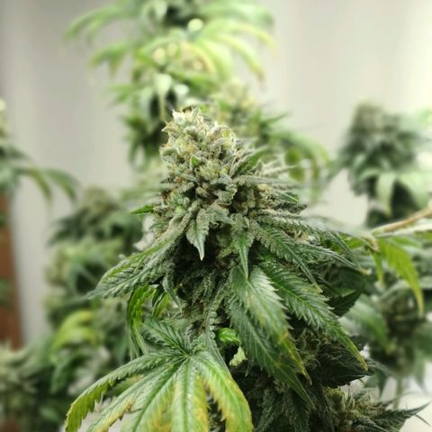 Bruce Banner growlog photo: Last day of 12/12. At 9pm light went off for 24h before harvest. 