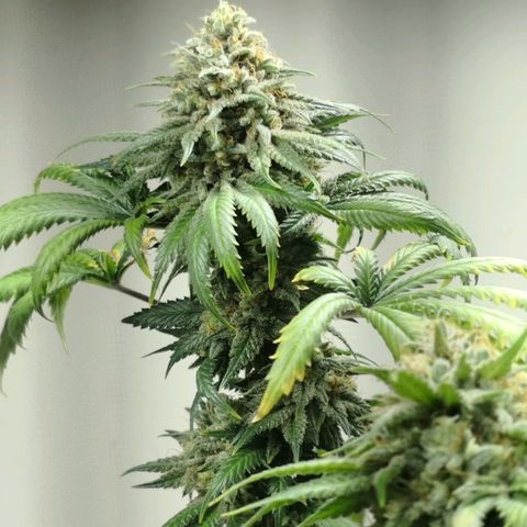 Bruce Banner growlog photo: Last day of 12/12. At 9pm light went off for 24h before harvest. 