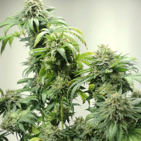 Bruce Banner growlog photo: Last day of 12/12. At 9pm light went off for 24h before harvest. 
