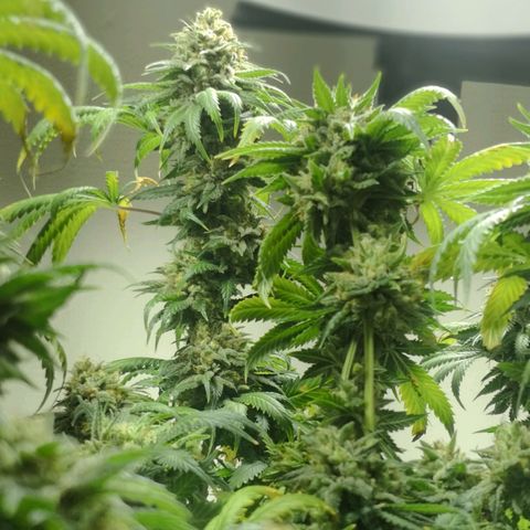 Bruce Banner growlog photo: Last day of 12/12. At 9pm light went off for 24h before harvest. 