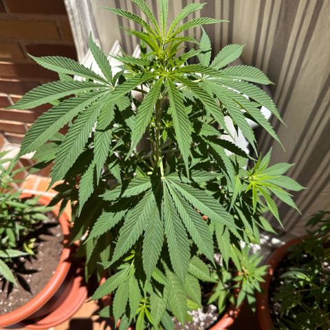 Jack Herer growlog timeline photo