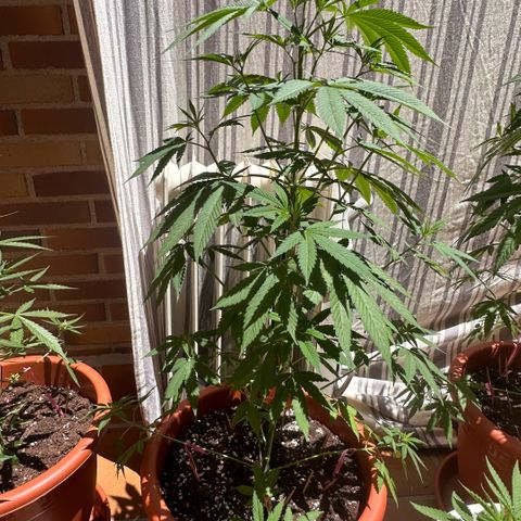 Jack Herer growlog timeline photo