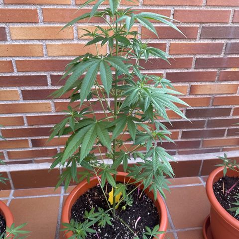 Jack Herer growlog timeline photo