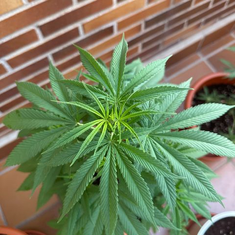 Jack Herer growlog timeline photo