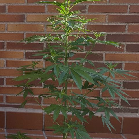 Jack Herer growlog timeline photo