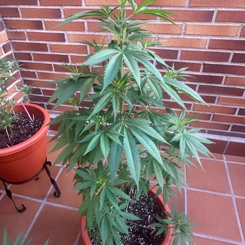 Jack Herer growlog timeline photo