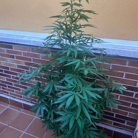 Jack Herer growlog timeline photo