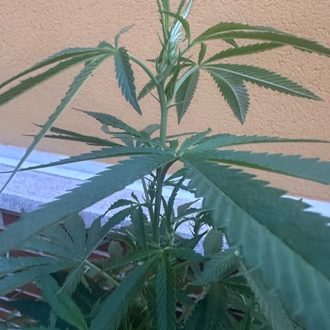 Jack Herer growlog timeline photo