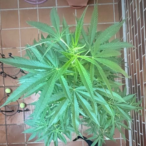 Jack Herer growlog timeline photo