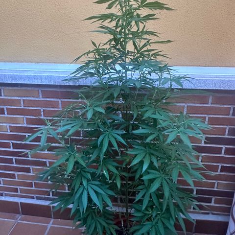 Jack Herer growlog timeline photo