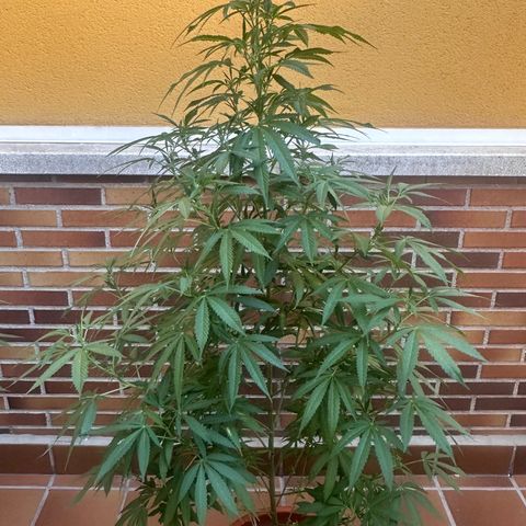 Jack Herer growlog timeline photo