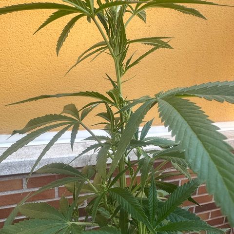 Jack Herer growlog timeline photo