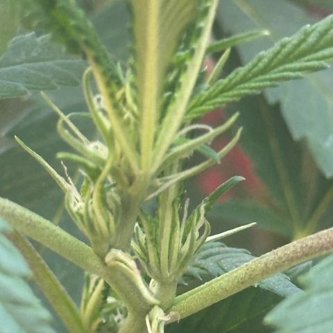 Jack Herer growlog timeline photo