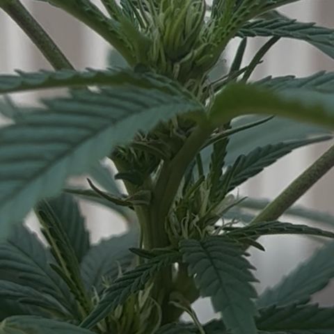 Jack Herer growlog timeline photo