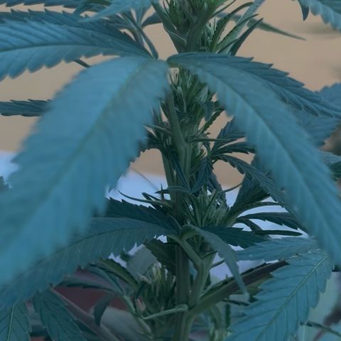 Jack Herer growlog timeline photo