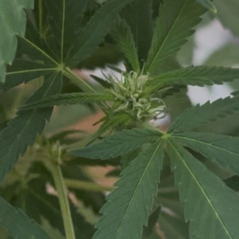 Jack Herer growlog timeline photo