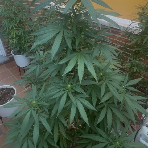 Jack Herer growlog timeline photo