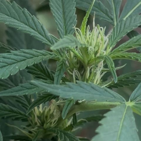 Jack Herer growlog timeline photo