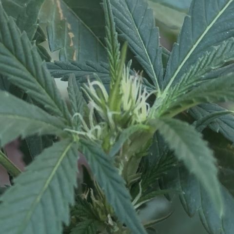 Jack Herer growlog timeline photo