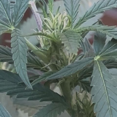 Jack Herer growlog timeline photo