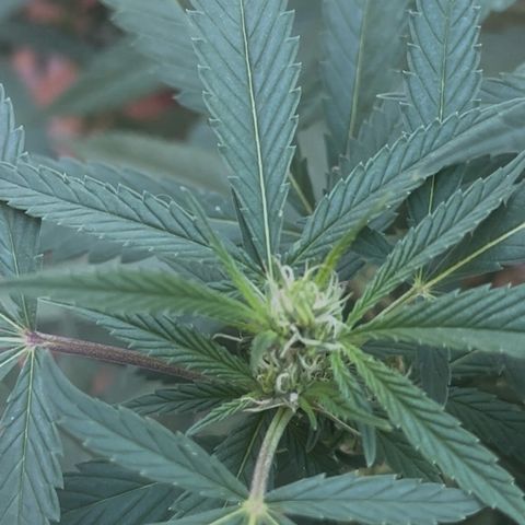 Jack Herer growlog timeline photo