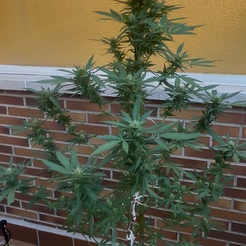 Jack Herer growlog timeline photo