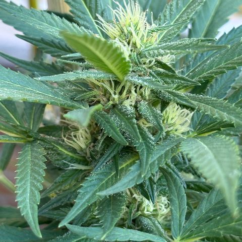 Jack Herer growlog timeline photo