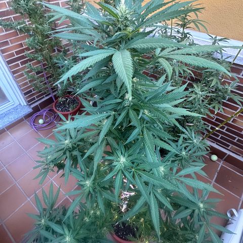 Jack Herer growlog timeline photo