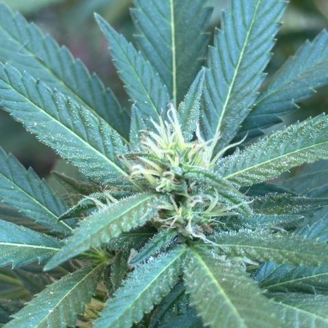 Jack Herer growlog timeline photo