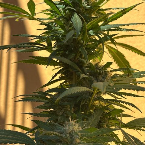 Jack Herer growlog timeline photo
