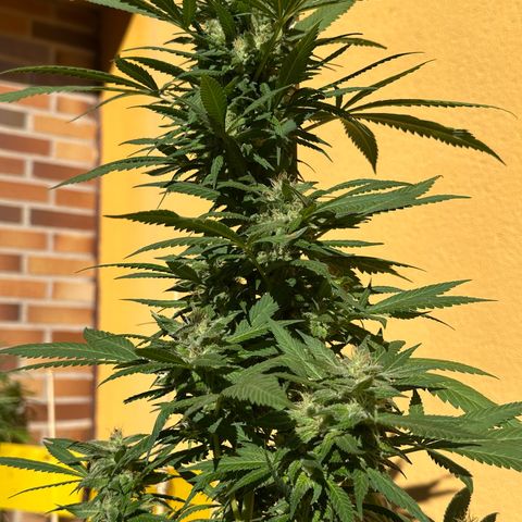 Jack Herer growlog timeline photo