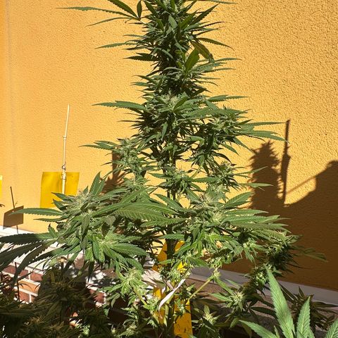 Jack Herer growlog timeline photo
