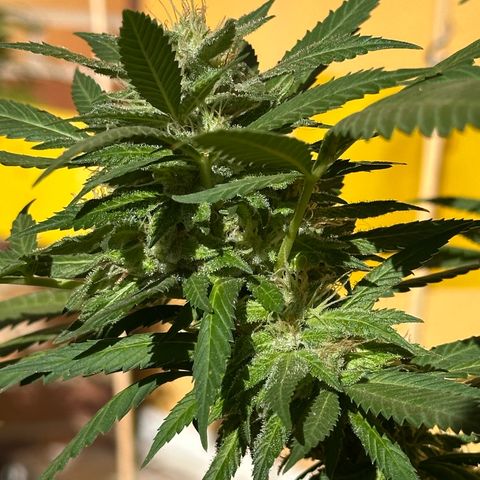 Jack Herer growlog timeline photo