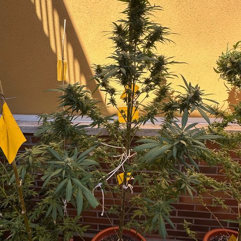 Jack Herer growlog timeline photo
