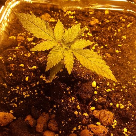 Green Gelato Automatic growlog timeline photo