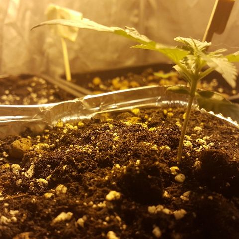 Green Gelato Automatic growlog timeline photo