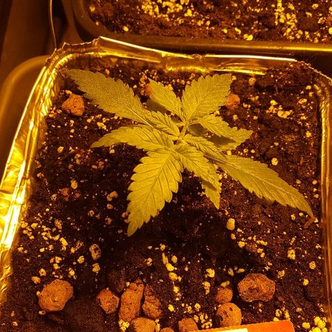 Green Gelato Automatic growlog timeline photo