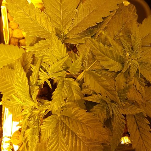 Green Gelato Automatic growlog timeline photo