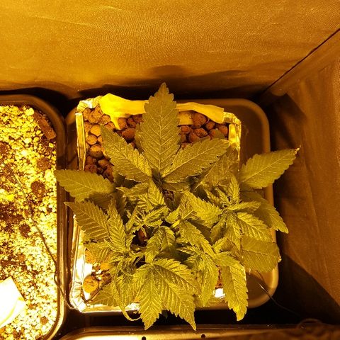 Green Gelato Automatic growlog timeline photo