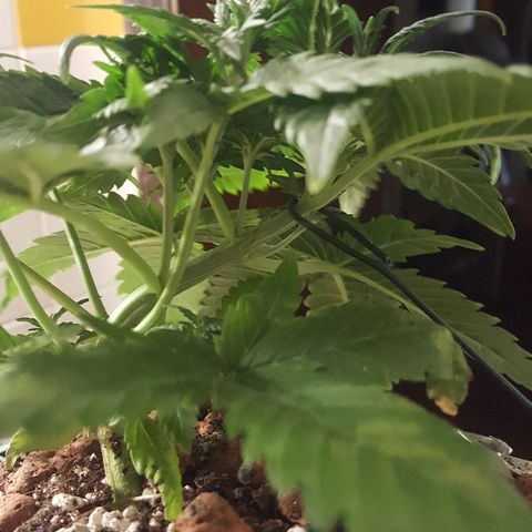 Green Gelato Automatic growlog timeline photo