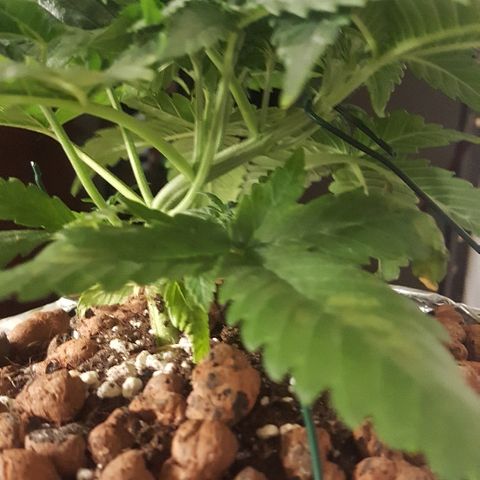 Green Gelato Automatic growlog timeline photo