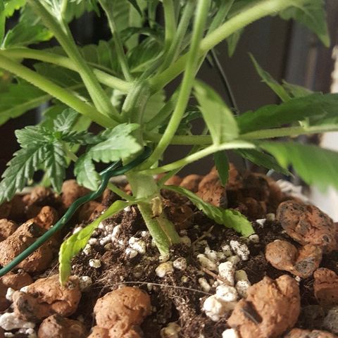 Green Gelato Automatic growlog timeline photo