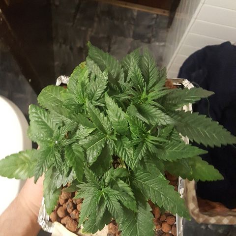 Green Gelato Automatic growlog timeline photo
