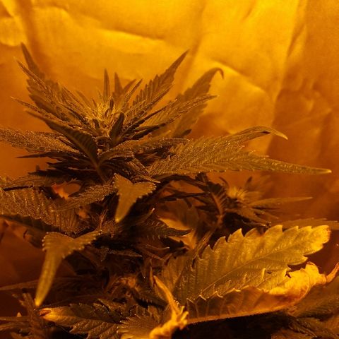 Green Gelato Automatic growlog timeline photo