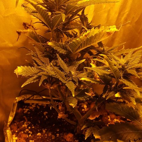 Green Gelato Automatic growlog timeline photo