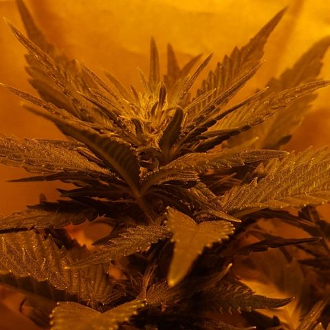 Green Gelato Automatic growlog timeline photo