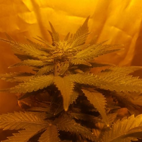 Green Gelato Automatic growlog timeline photo