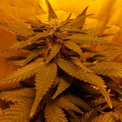 Green Gelato Automatic growlog timeline photo