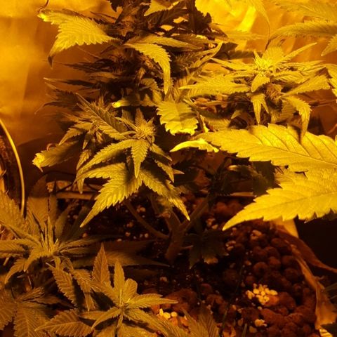 Green Gelato Automatic growlog timeline photo