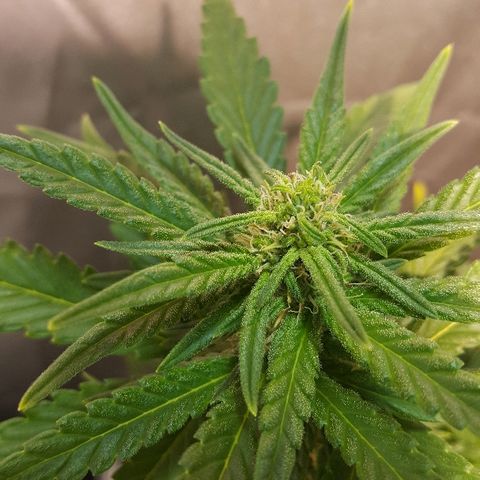 Green Gelato Automatic growlog timeline photo